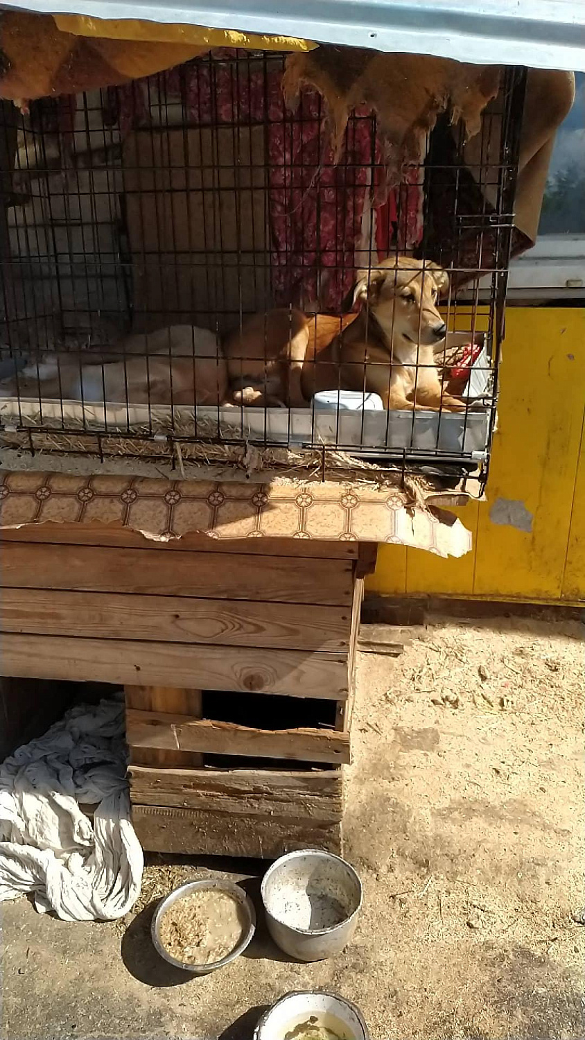 Начали помогать Ивановскому приюту для бездомных животных “Майский день”.