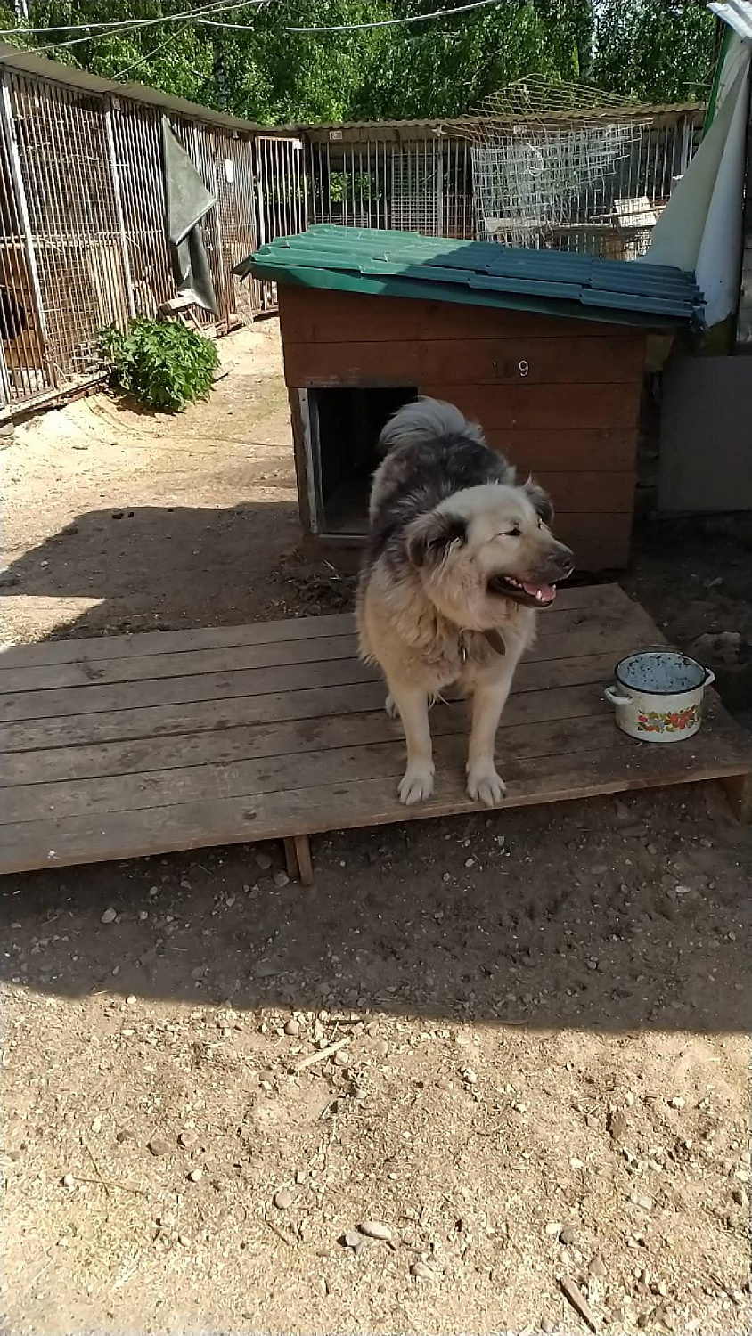 Начали помогать Ивановскому приюту для бездомных животных “Майский день”.